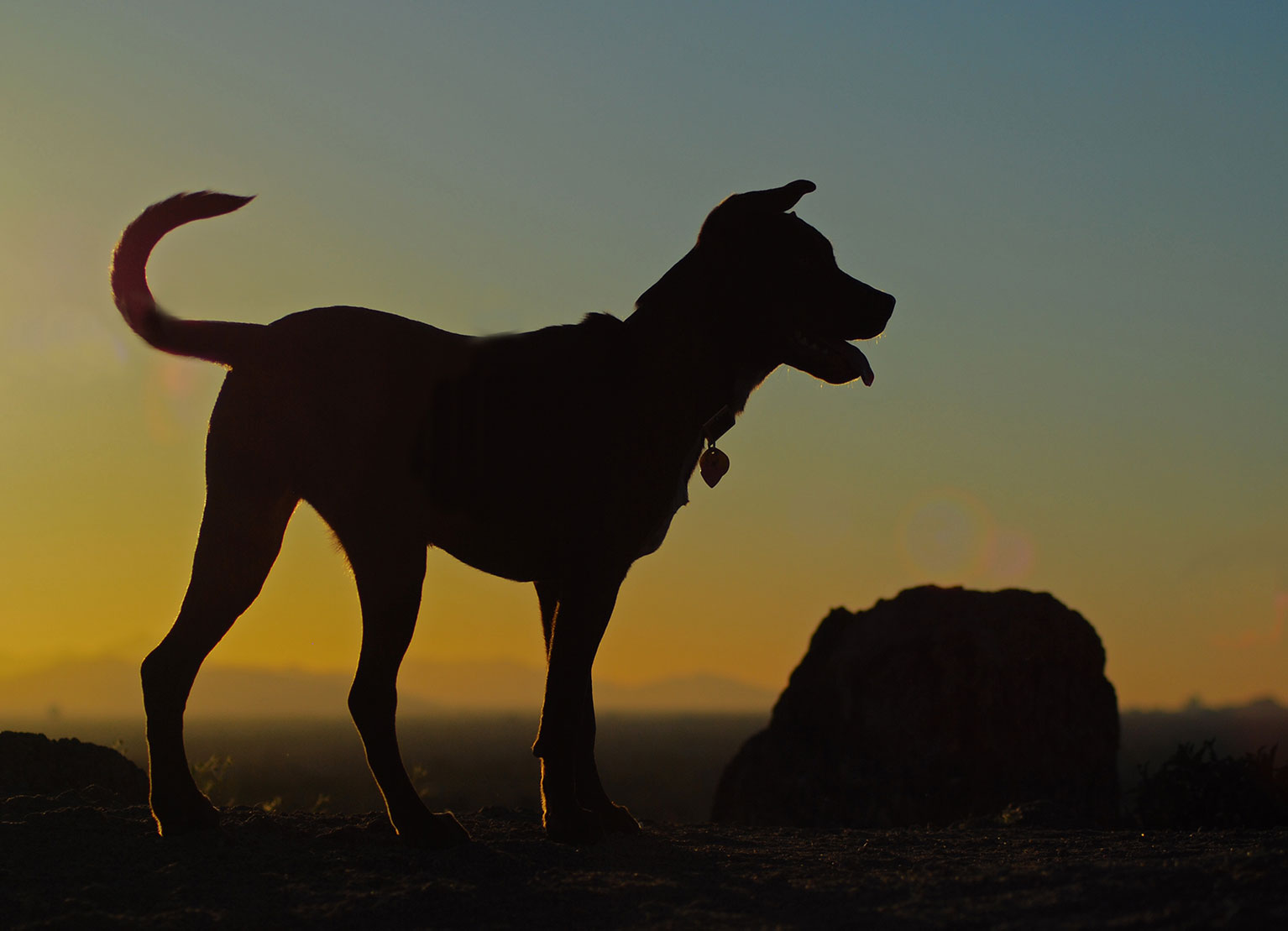 Veterinarian and staff delivering specialty pet care services in Northern Arizona