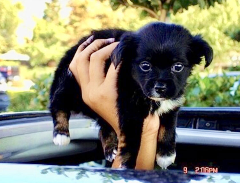 In Memory Vet in Flagstaff Naz Pet Emergency