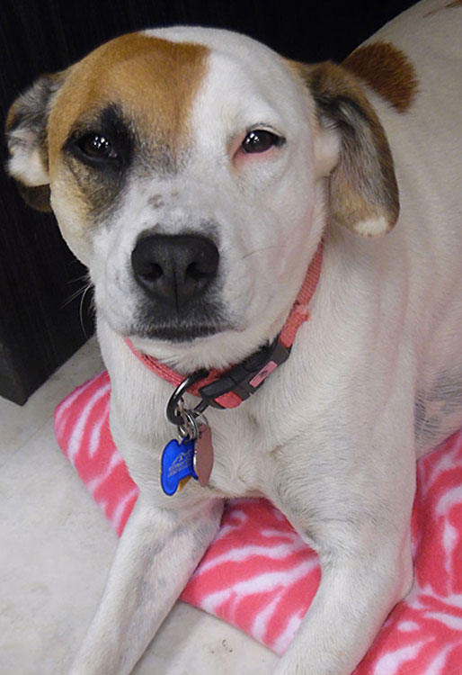 Pet Toxins and Poisoning Vet in Flagstaff Naz Pet Emergency