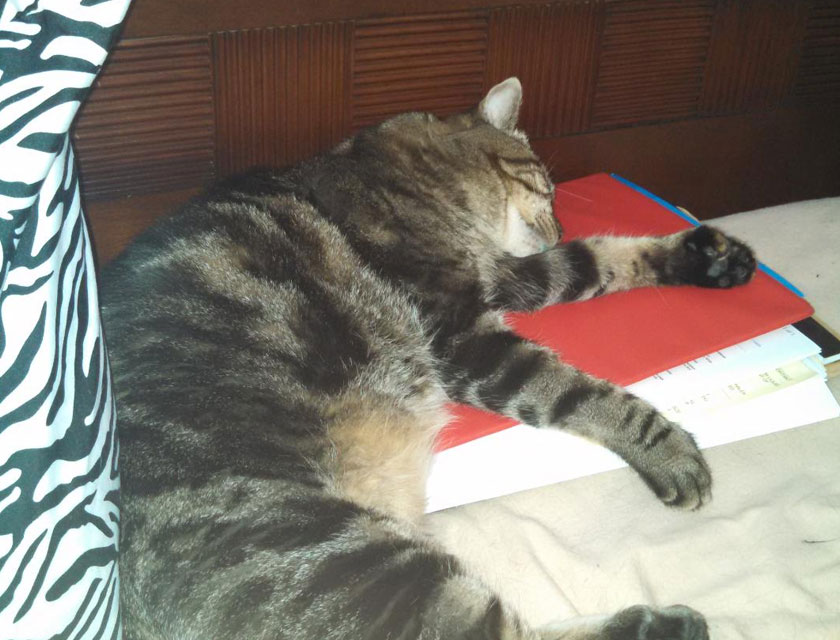 In Memory Vet in Flagstaff Naz Pet Emergency