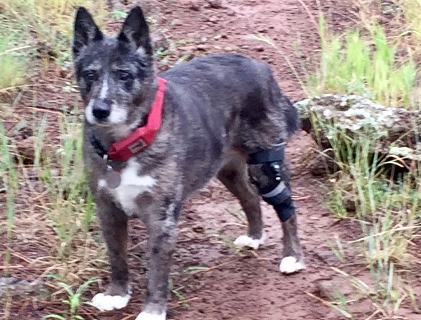 In Memory Vet in Flagstaff Naz Pet Emergency