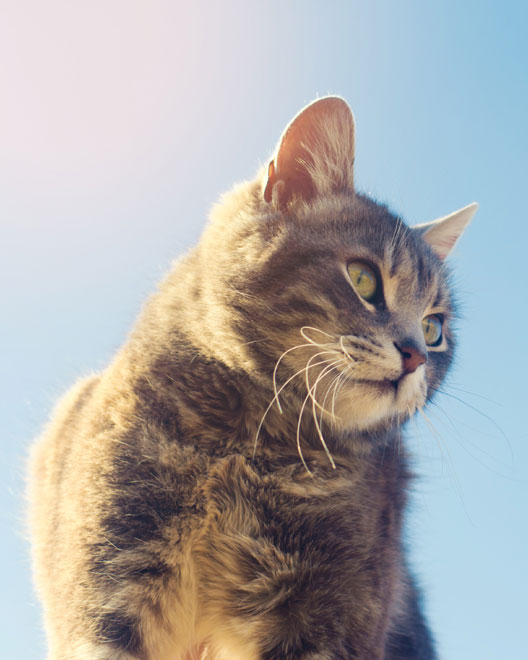 Veterinarian in Flagstaff Vet Near You Naz Pet Emergency