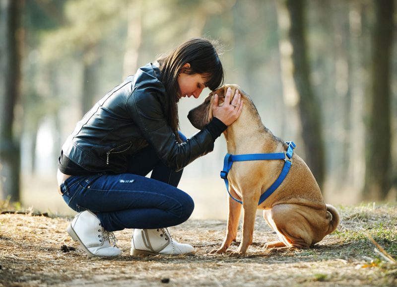 Veterinarian in Flagstaff Vet Near You Naz Pet Emergency