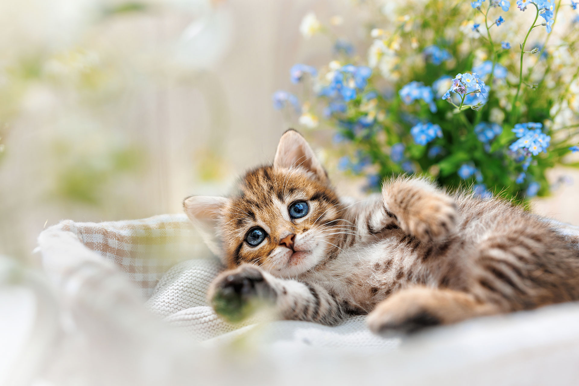 Team Preview Vet in Flagstaff Naz Pet Emergency