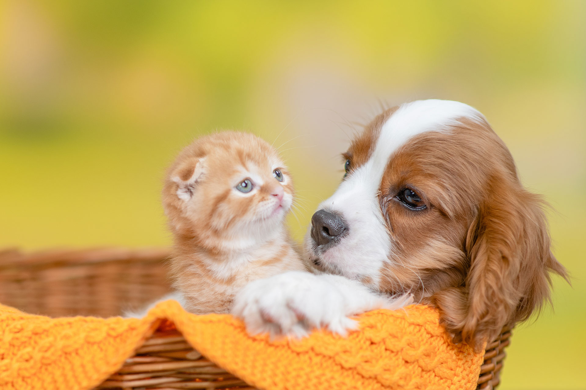 Team Preview Vet in Flagstaff Naz Pet Emergency