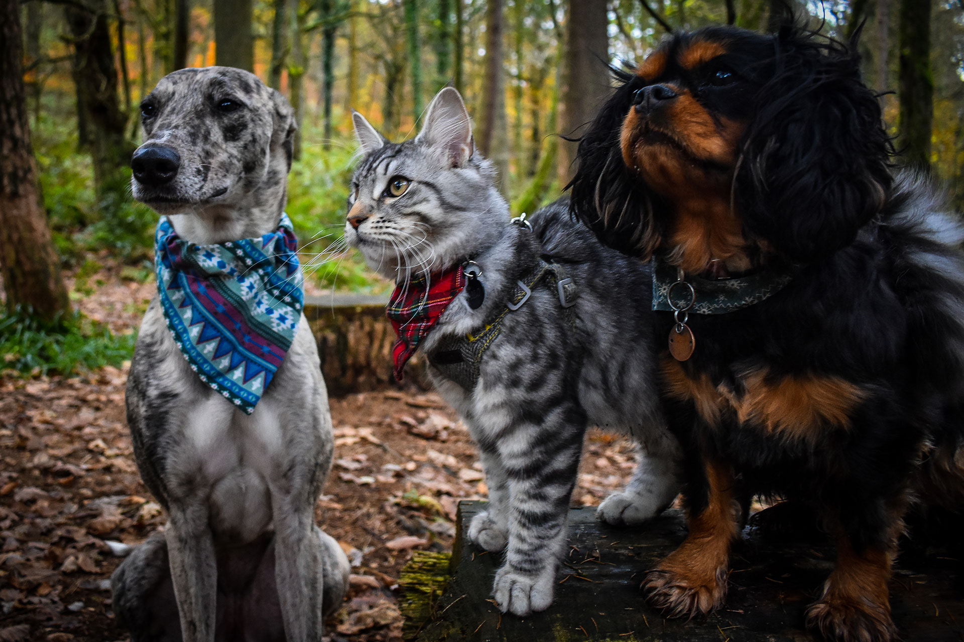 Team Preview Vet in Flagstaff Naz Pet Emergency