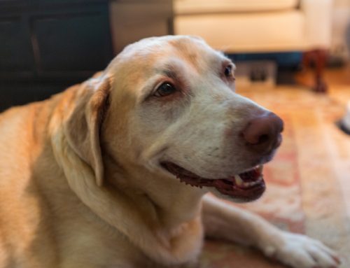 E-Tube Placement: When Your Pet Needs Long-Term Nutritional Support