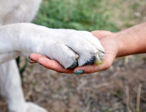 Stay a Step Ahead: Foot Care That Keeps Dogs Out of the ER