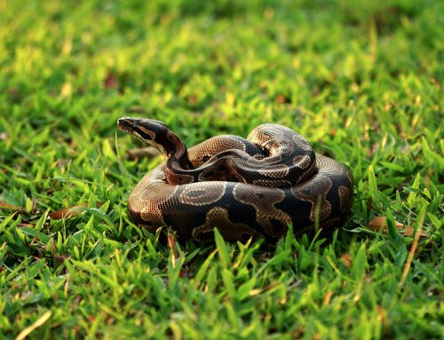 Rattlesnake Bites and Your Pet: What Every Flagstaff Owner Needs to Know!
