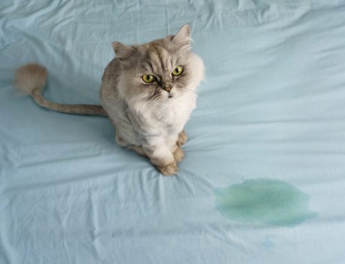 Feline Lower Urinary Tract Disease (FLUTD): Symptoms and Treatment Options