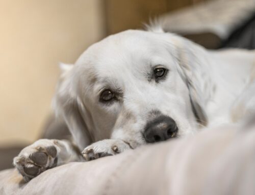 Managing Epilepsy in Dogs: What Pet Owners Should Know