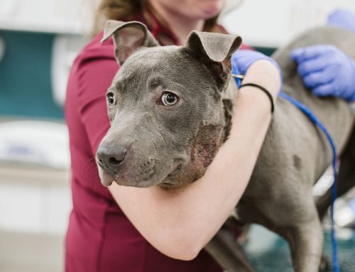 Bladder Stones in Pets: Surgical Management and Preventive Care