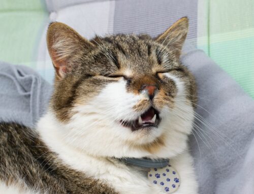 Feline Heart Disease: Recognizing Early Signs and Treatment Options