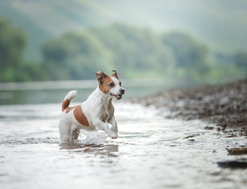 Water Safety for Pets: Preventing Drowning, Algae Poisoning, and More