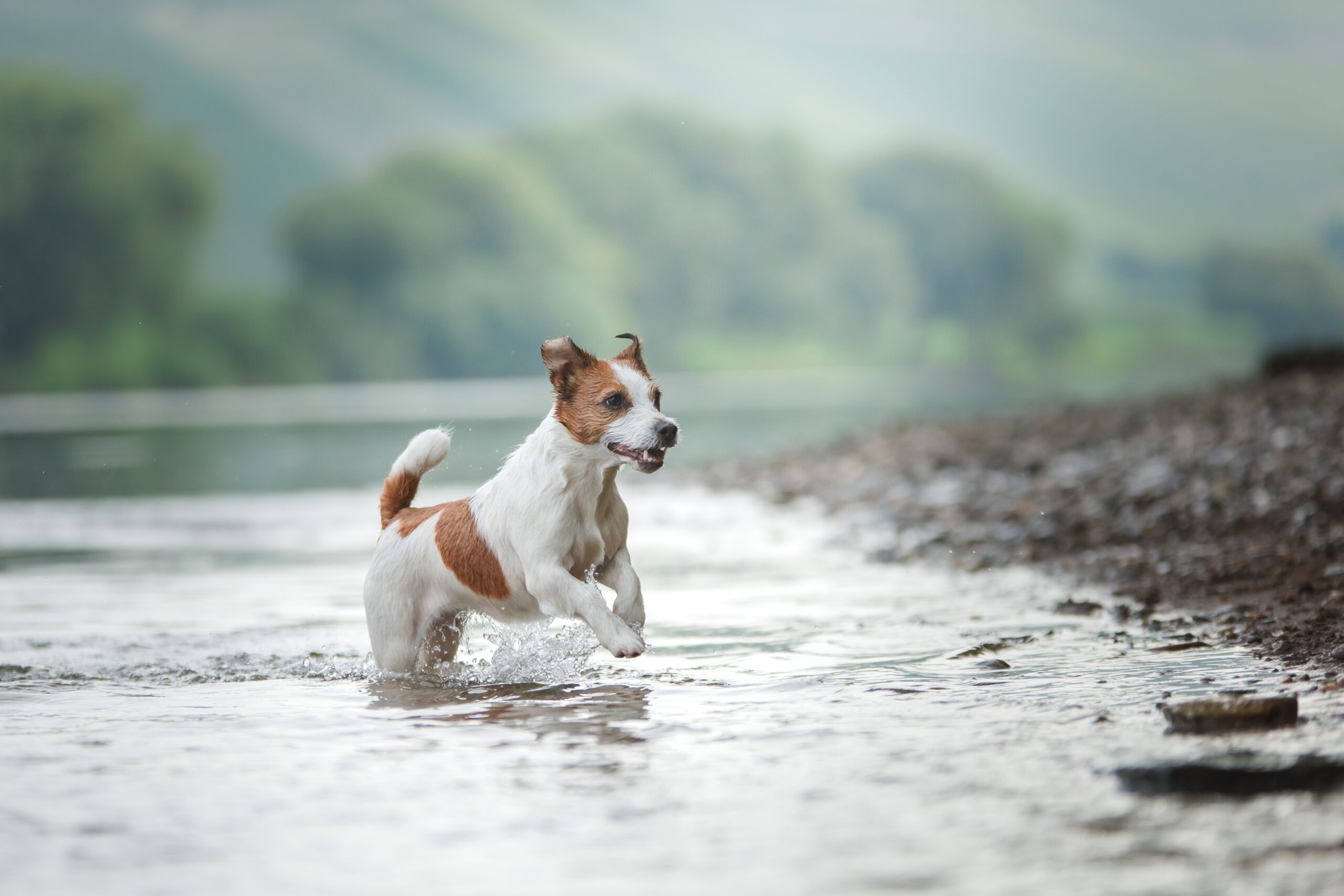 Active Jack Russell Terrier jumping in the water.