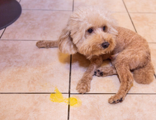Common Causes of Vomiting in Dogs: Understanding When It’s Serious