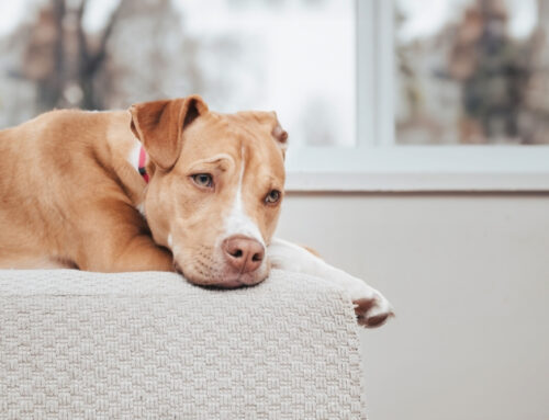 Recognizing Behavioral Changes in Pets: When It Could Indicate Health Issues