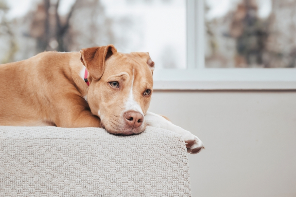 Dog lying on a chair, appearing listless — possibly showing a behavioral change that could indicate underlying health issues.