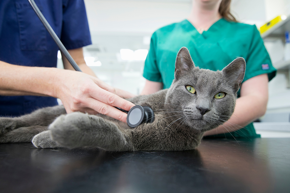 A calm gray cat lies on an examination table while a veterinary professional uses a stethoscope to listen to its chest, with another staff member standing nearby in a veterinary clinic.