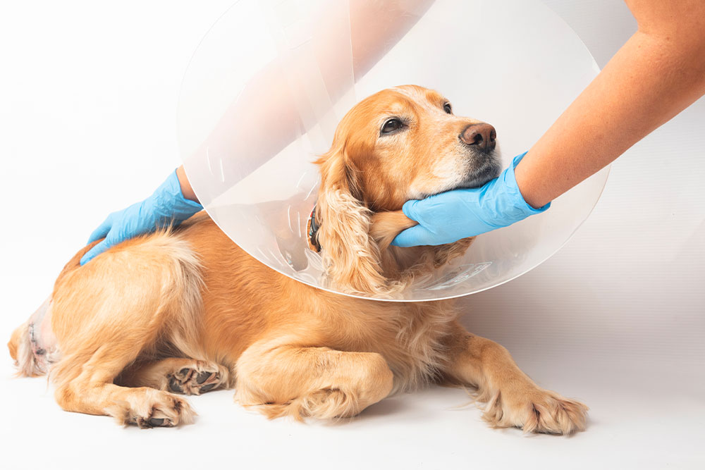 A golden Cocker Spaniel dog is lying down, wearing a clear plastic Elizabethan collar (E-collar or cone of shame) around its neck. A person wearing light blue examination gloves is gently touching the dog's head and body.