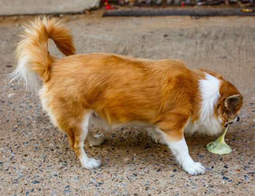 Chronic Vomiting: From Food Trials to GI Biopsy