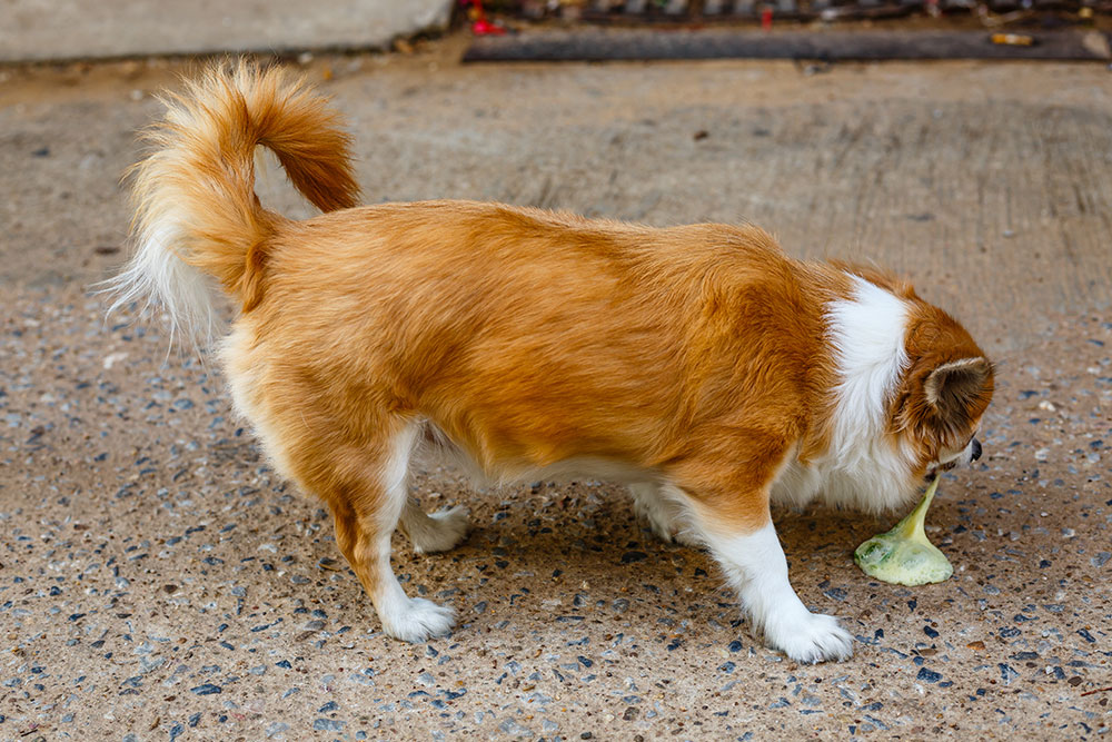 A small tan and white dog vomiting yellow, foamy liquid onto a gravel ground.