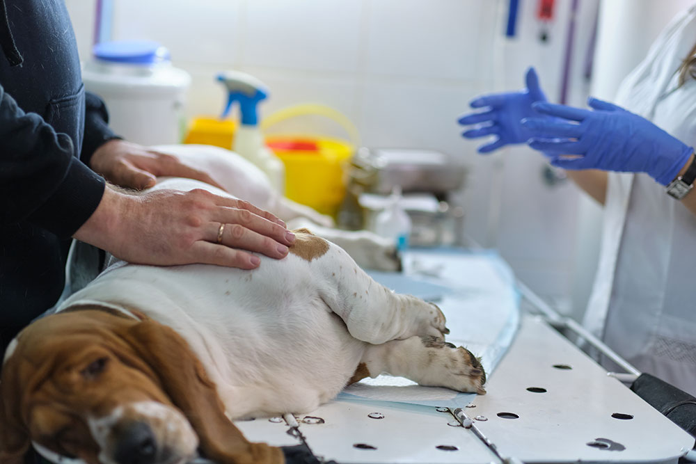 Dog at a veterinary clinic exam table, showing routine pet health checkup.