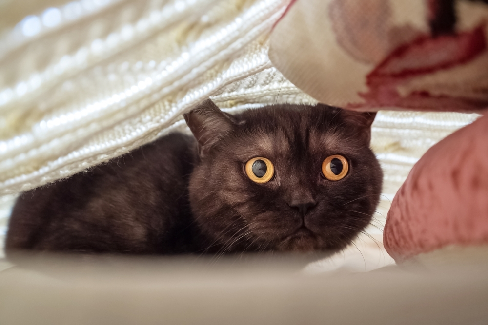 Frightened cat hiding under a blanket — a sign of stress or behavioral change that could indicate underlying health issues.