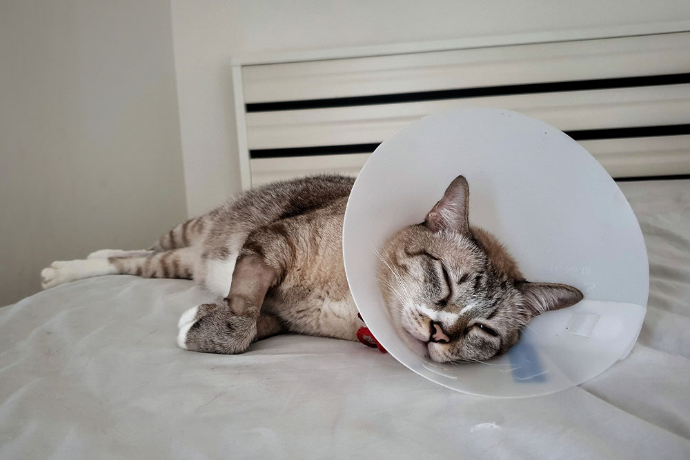 **Alt text:**
A light gray cat is resting on a bed while wearing a clear protective cone (Elizabethan collar), lying on its side with eyes closed in a calm, recovery setting.