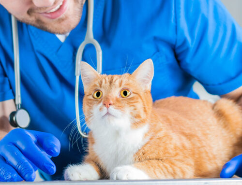 How Much Does Emergency Vet Care Cost?