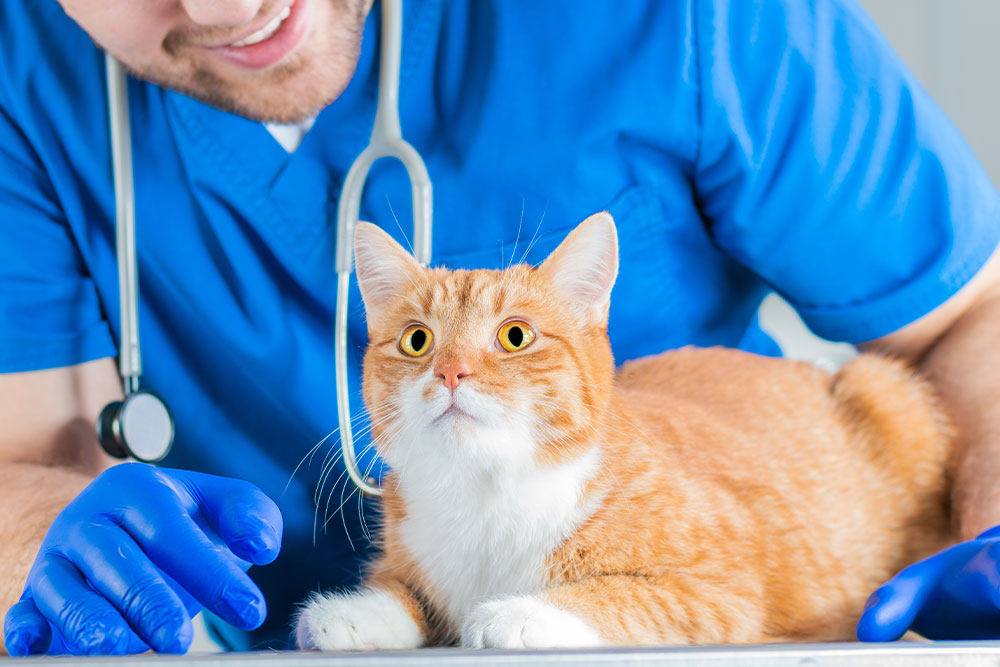 A veterinarian in blue scrubs and gloves gently examining a wide-eyed ginger and white cat.