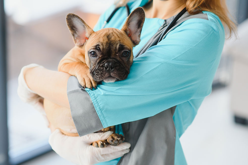 A veterinarian in teal scrubs and white gloves holding a small French Bulldog puppy.