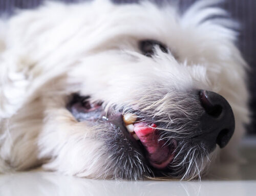 Non-Traditional Seizure Disorders