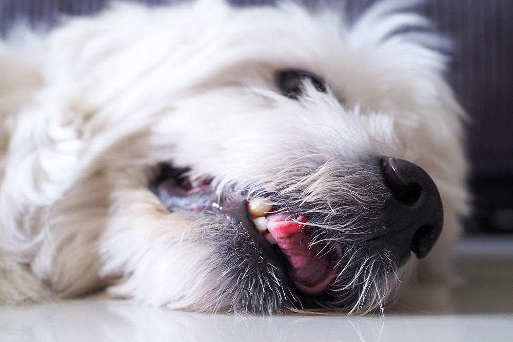 A close-up of a white fluffy dog sleeping soundly with its mouth slightly open.