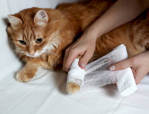 Trauma Checklist: Hit-By-Car, Falls, and Internal Injury