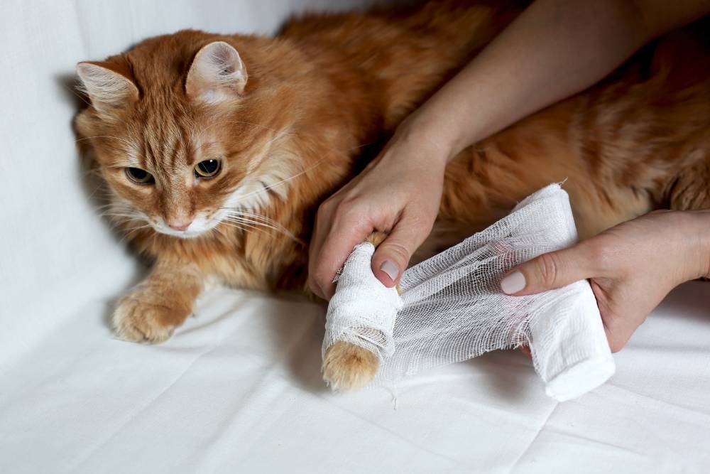 Woman’s hands wrapped in medical bandages gently holding the paw of a red fluffy cat on a white background, symbolizing injury care and pet comfort.