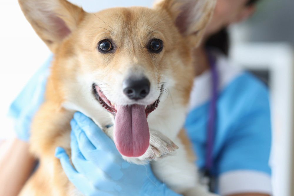 A corgi is being held by a veterinarian wearing blue gloves during a checkup, with its tongue hanging out.