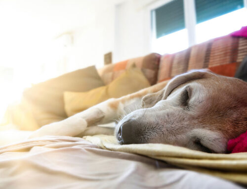 Entropion/Ectropion: Surgical Correction and Outcomes