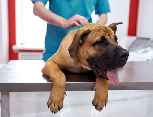 Wobblers & Cervical Disc Disease: When to Refer