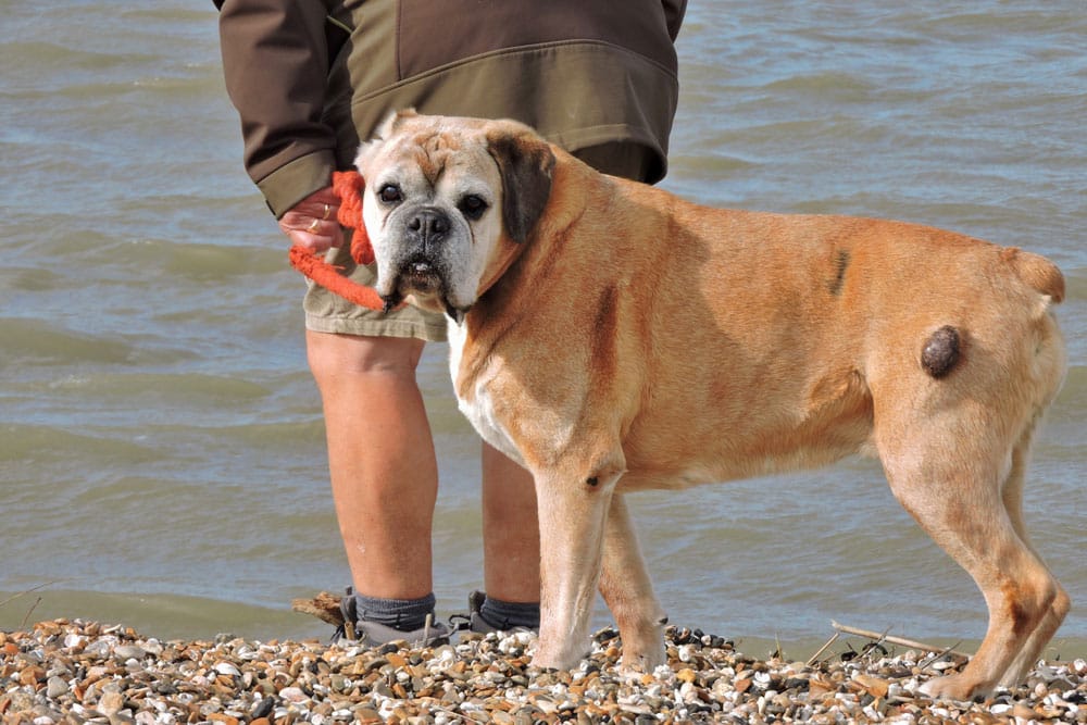 An older brown boxer dog stands on a rocky shore beside a person holding a red toy, with water in the background. The dog looks toward the camera.