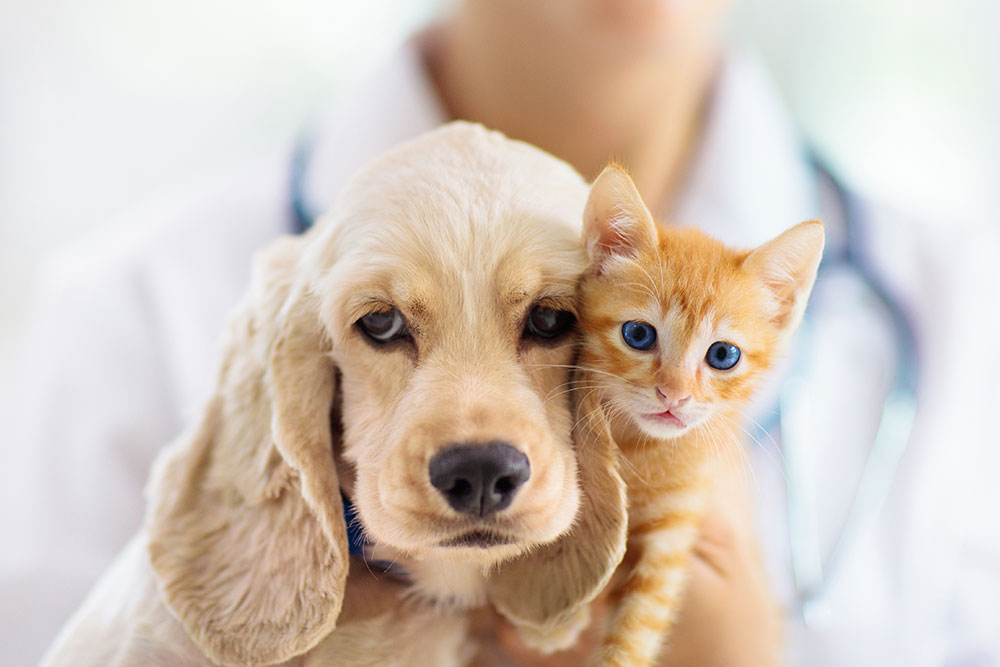 A close-up portrait of a light-colored Cocker Spaniel puppy and a small orange kitten being held together by a veterinarian in a white coat.