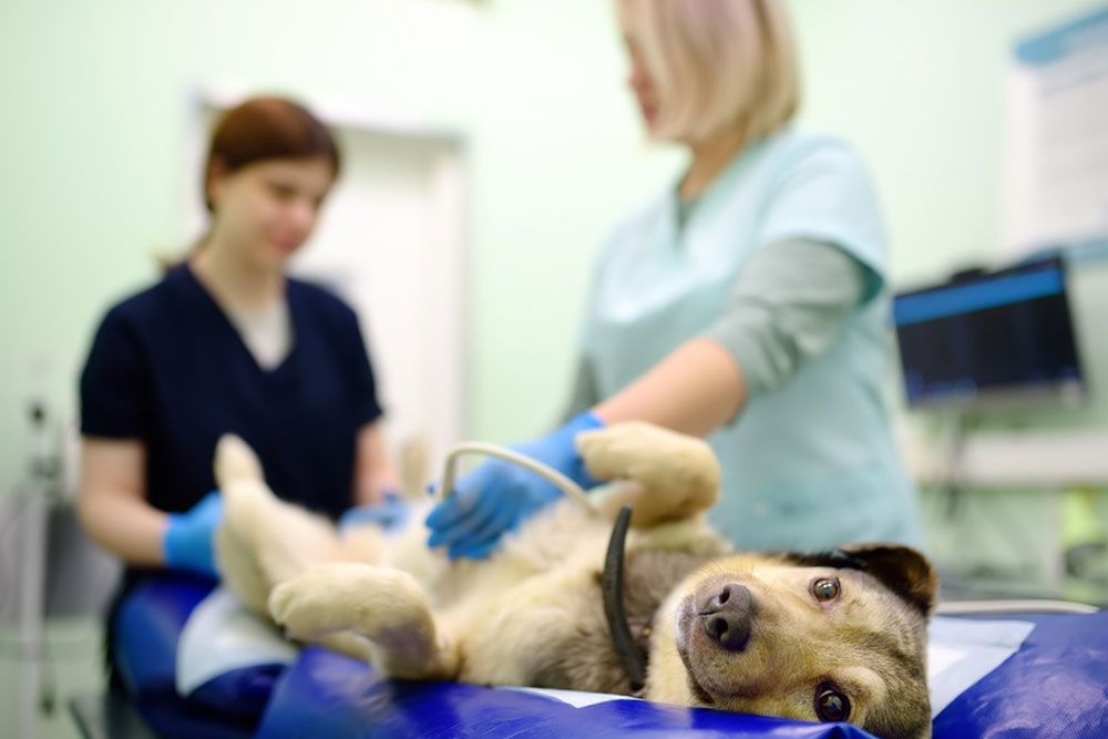 Dog lying on its back on a veterinary exam table while two veterinary staff in scrubs and gloves perform an ultrasound examination in a clinic setting. 