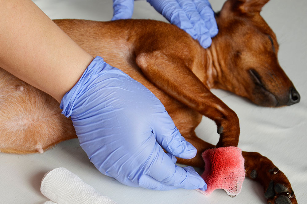 Veterinarian wearing gloves bandaging a small brown dog’s paw with a red gauze wrap