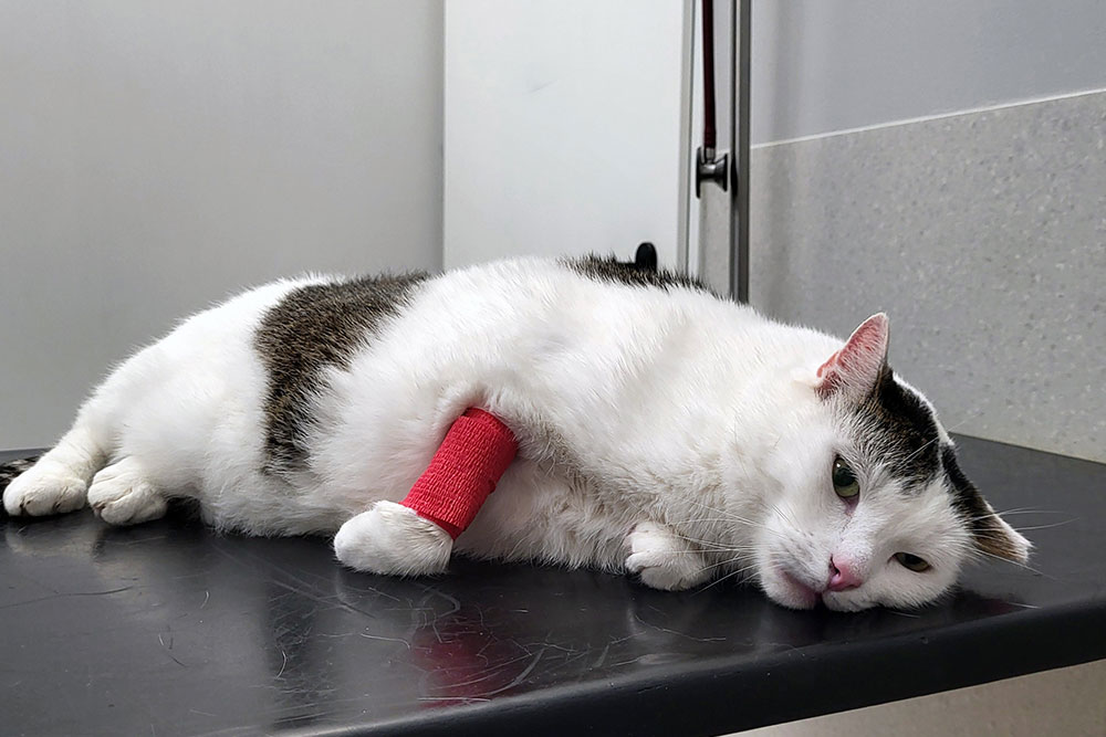 A white and tabby cat lying down on a black veterinary examination table, looking tired or unwell.