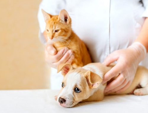 Puppy and Kitten Emergencies