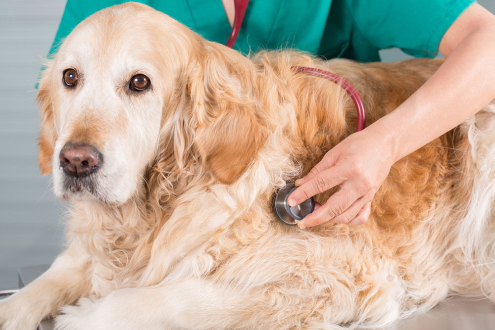 Golden retriever lying on an exam table while a veterinarian in green scrubs uses a stethoscope to listen to the dog’s chest.