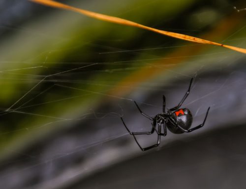 Spider bites and Scorpion stings