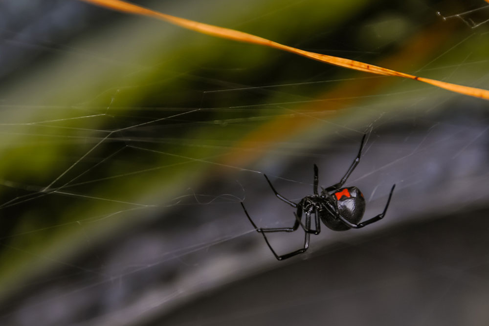A shiny black widow spider with a red marking on its abdomen hanging on a delicate web against a blurred natural background.