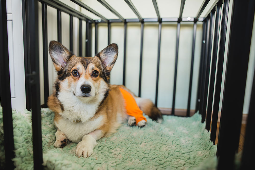 Corgi resting in a crate wearing an orange recovery wrap