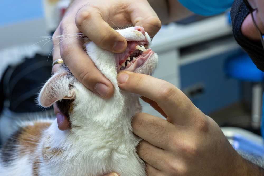 Veterinarian examining a dog’s red and swollen gums, indicating dental disease or infection that may require treatment or surgical intervention if caused by a lodged foreign object.